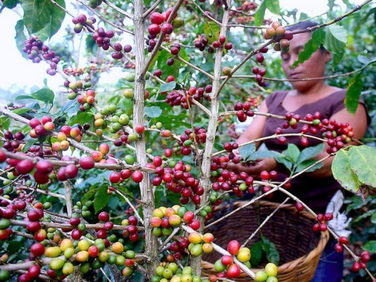 26% es el aporte del café al valor exportado de Honduras, según el Banco Central.