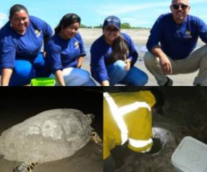 La recolección de huevos de tortuga es una actividad de conservación de la especie que se realiza cada año en Marcovia, Choluteca.