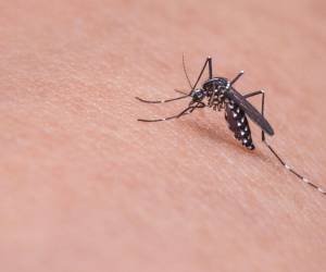 Catacamas figura como una de las regiones más golpeadas por el dengue, junto a Distrito Central, Cortés, Yoro, Choluteca, Santa Bárbara y Colón.