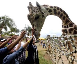 Fallece la querida jirafa Big Boy y los hondureños lo lamentan