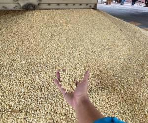 El maíz es un producto básico y de alto consumo nacional, y esta pérdida deja a miles de familias sin alimentos.