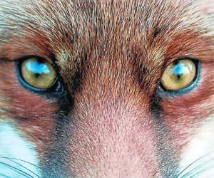 La era de Xiomara, soñamos, buscará a toda costa saciar y calmar quejas y cumplir ofertas hechas.