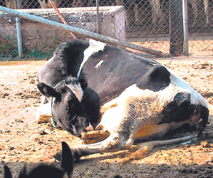 El afección se convierte de un gusano a una mosca.