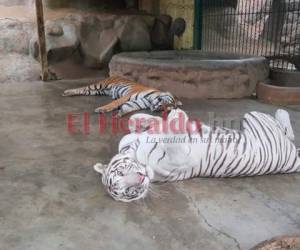Los tigres del zoológico ya comenzaron a resentir la falta de alimentos.