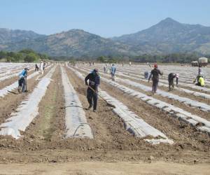 El sector agropecuario es el que más empleos absorbe en el país y el que tiene el salario mínimo más bajo.