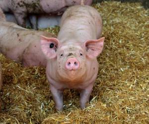 El responsable de la granja, que ha sido clausurada, ha sido denunciado por maltrato animal.