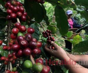 Los productores hondureños se han beneficiado del aumento de precios a raíz de la menor producción en Brasil. Foto: El Heraldo