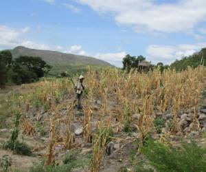 Los productores se podrían ver afectados pues El Niño traerá fuertes temperaturas al país.