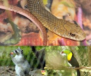Recorrer el zoológico Rosy Walther es una experiencia que los capitalinos no deben perderse. En la actualidad, este hogar de los animales ha ampliado a más de 400 especies entre aves, mamíferos y reptiles. Fotos: Alejandro Amador/EL HERALDO