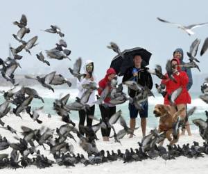 Un grupo de personas observa como un perro asusta a las palomas, en una playa en la isla de Okaloosa, cerca de Fort Walton Beach, Florida. La tormenta Néstor no representa un peligro. Foto: AP.