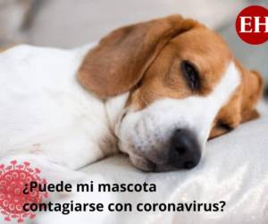 El departamento sugirió que cualquier mascota, incluyendo perros y gatos, de hogares donde alguien dio positivo por el Covid-19, la enfermedad causada por el coronavirus, deberían ser puestos bajo cuarentena.