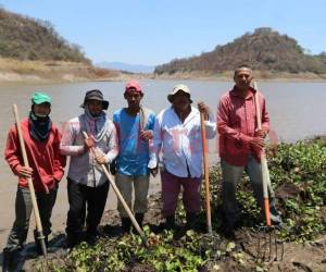 Estos hondureños trabajan de 7:00 de la mañana a 3:00 de la tarde para limpiar los lirios acuáticos. Foto: Roberto Ramos/EL HERALDO