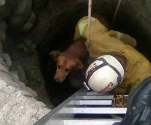 Un rescatista del Cuerpo de Bomberos de Honduras descendió a la profundidad del pozo malacate para sacar al canino.