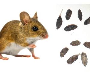 Las heces de ratones son el principal indicio, en la imagen se muestra la forma de estas para que puedeas indentificarlas.