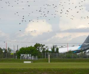 Un avión de carga de Amazon se salió de la pista tras aterrizar este domingo en el Aeropuerto Internacional de Miami.