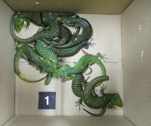 Los dragoncitos del sur iban en una veintena de pares de calcetines en la maleta, junto con 200 lagartos, uno de ellos muerto.
