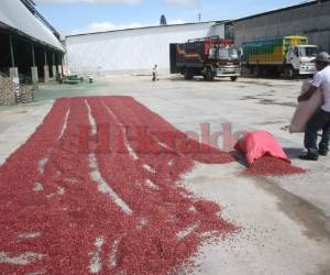 Existe la posibilidad de que el inventario de frijol se duplique el próximo año aprovechando la cosecha que los productores tuvieron en las cosechas de postrera.