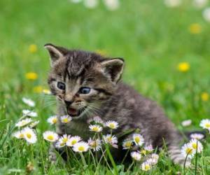 Un gatito fue salvado por un deportista paralímpico en Malasia, imagen ilustrativa. Foto: Pixabay.