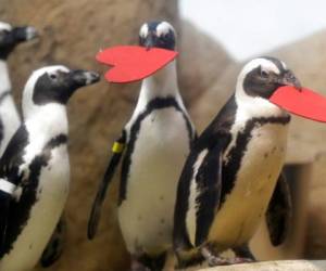 Esta fotografía muestra a unos pingüinos que sostienen con sus picos corazones rojos de fieltro que los biólogos de la Academia de Ciencias de California les dieron para celebrar el Día de San Valentín. Foto: AP
