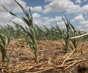 El Medio Oeste de Estados Unidos se vería particularmente afectado debido a su distancia del mar, aunque el calor extremo también golpeará a otras regiones más pequeñas en la costa Este y en el sur de California, señala el informe.