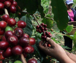 El precio internacional del café vuelve a sobrepasar los $200 por quintal