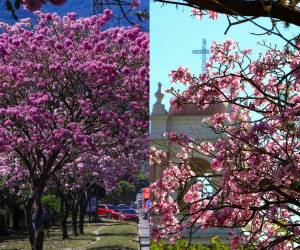 Centroamérica despide el verano con un espectáculo natural a través del estallido de las flores amarillas de los guayacanes y rosas de los robles de sabana, unos árboles con gran impacto social en la región que florecen durante estos meses para dar paso a la época lluviosa, pero sin escapar de los estragos de la crisis climática. Aquí las fotos: