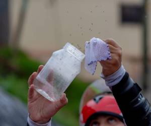 Los datos finales del proyecto piloto contra el dengue en Tegucigalpa están en análisis y se publicarán oficialmente en enero de 2026.