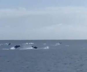 Los animales fueron captados en vídeo, mientras saltaban y emitían sonidos dentro y fuera del mar. Foto: Captura