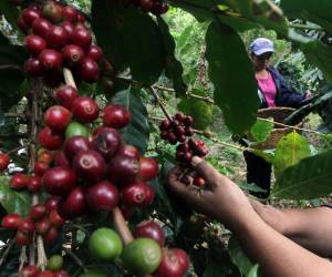 Honduras ha exportado 4.4% de la meta de exportación de café.