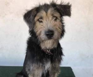 Fotografía sin fecha cedida por Helping Animals Live On (HALO), donde aparece el perro Monte, una mezcla de terrier de dos años de edad descubierto por varios cineastas que lo adoptaron en un refugio para animales, en Phoenix, Arizona. Foto: EFE