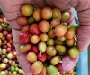 El café hondureño también se exportó a Israel, Bélgica, Francia y Suecia en menores cantidades.
