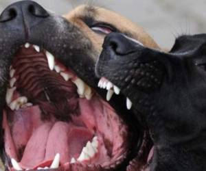 El hombre fue mordido por su propio perro de raza pitbull. Foto: Referencia Agencia AFP
