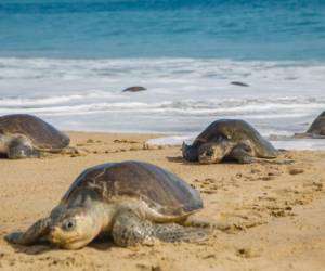En México se declaró en 1990 una veda permanente a la captura de tortugas marinas, pero subsiste un comercio ilegal de huevos. Foto: Archivo AFP