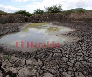 Las secuelas de la sequía golpean a diferentes rubros de la agricultura y de los recursos forestales del país. El gobierno dispone de 170 millones para ayudar a productores de Comayagua, Francisco Morazán y La Paz. El pasado jueves 5 de septiembe el presidente Hernándes declaró emergencia por sequía. Hay pérdidas de cultivos, falta de agua, muerte de especies y hambre entre los pobladores de varias regiones del país. Aquí más efectos y qué se está haciendo para contrarrestarlo. Fotos: Archivo/ EL HERALDO