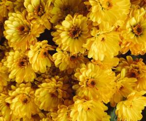 Cientos esperan con ansias recibir sus flores amarillas cada 21 de marzo.