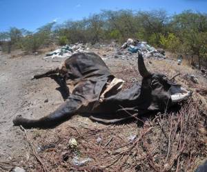 Las vacas aparecen muertas en los potreros, incapaces de resistir la sed y el hambre provocadas por la sequía.