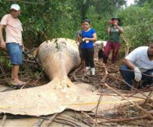 Así fue encontrada la ballena en la selva del Amazonas en Brasil. Foto: Usuarios de twitter