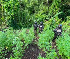 En el sector de Tapiquil, municipio de Tocoa, departamento de Colón, se llevaron a cabo los aseguramientos de dos plantaciones de marihuana. Aquí las imágenes de las plantaciones.