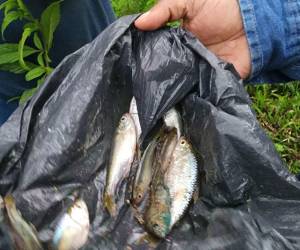 La lluvia de peces ya se ha vuelto toda una tradición en el departamento de Yoro, al centro de Honduras.