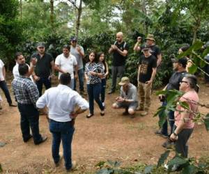 Los catadores han conocido el terreno donde está sembrado el café.