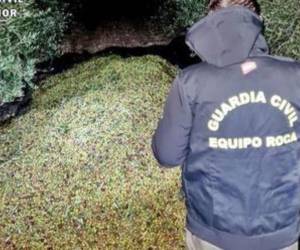 La Guardia Civil informó que detuvo a 16 personas e investiga a otras 5 por el robo “de más de 17.500 kilogramos de aceitunas sustraídas en la comarca de las Vegas”, al sureste de Madrid.