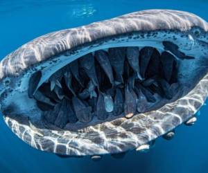 Esta imagen de un tiburón ballena dando un paseo amistoso a sus crías es la ganadora del concurso Through Your Lens 2020. Foto: Evans Baudin/ Scuba Diving