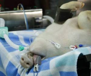 Un cerdo está conectado a un prototipo de ventilador mecánico mientras doctores, ingenieros y veterinarios de la escuela veterinaria de la Universidad Nacional de Panamá prueban los dispositivos. Foto: AP