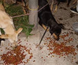 Los caninos fueron encontrados frente a un contenedor de basura y ahora reciben alimentación y cuidados mientras avanza el proceso del caso.