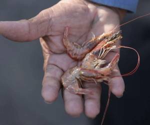La escasez de lluvias impactó en la industria acuícola al obligar a que 6,000 hectáreas no fueron cultivadas con camarón.