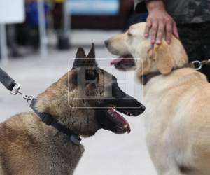 Los agentes Togo y Mago del Batallón Canino de la Policía Militar, junto a sus compañeros de binomios, lograron este miércoles ubicar el cuerpo de la segunda víctima del derrumbe de un cerro en el anillo periférico, tras una intensa jornada los canes han demostrado una vez más su experiencia y gran apoyo en este tipo de tragedia.