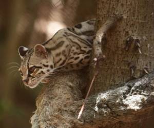 Todos los animales son nativos; en el lugar existen dos jaguares y un puma.