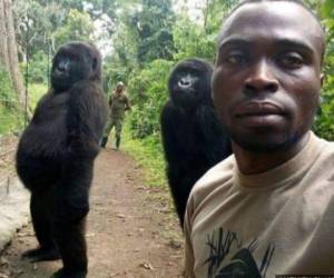 Los dos primates no solamente posaron para la selfie, sino que también miraron hacia la cámara, uno de ellos totalmente sale erguido y el otro, asomándose por detrás del autor de la imagen. FOTO: Cortesía Facebook/Matheu Shamavu
