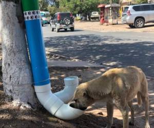 Cientos de perritos disfrutan de comida y agua en diversos lugares de la capital de Honduras. Fotos: Cortesía Clínica Veterinaria Soto