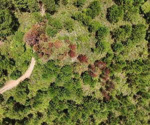 Los bosques de Honduras, están bajo estricta vigilancia para evitar futuros brotes destructivos del gorgojo. En el 2025 se realizó el control del 100% de las infestaciones.